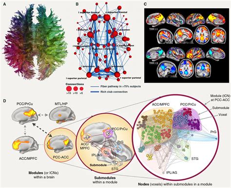 Unveiling The Jelly Bean Brain: Mapping Cognition And Health